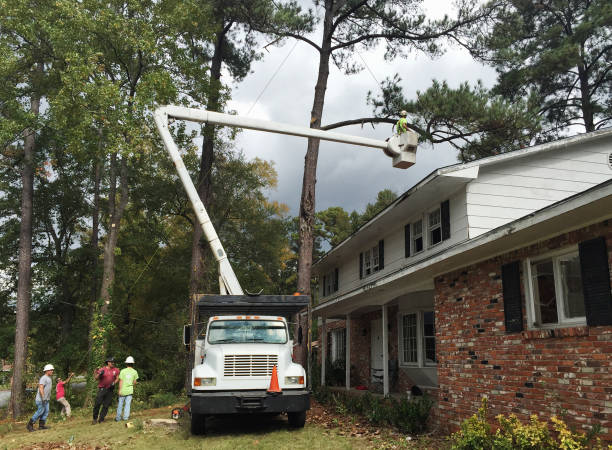 Tree and Shrub Care in Sitka, AK