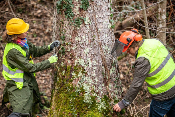 Best Arborist Consultation Services  in Sitka, AK