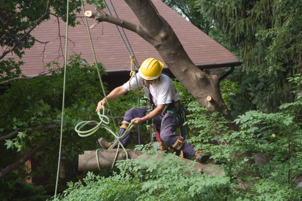 How Our Tree Care Process Works  in  Sitka, AK