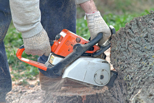 Reliable Sitka, AK Tree Care Solutions