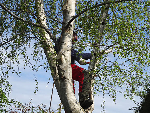 Lawn Watering Services in Sitka, AK