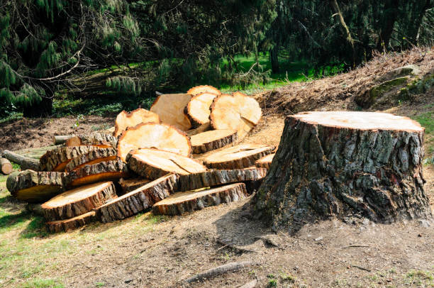 Best Tree Removal  in Sitka, AK